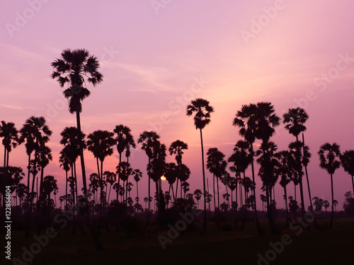 palm trees silhouette on sunset background