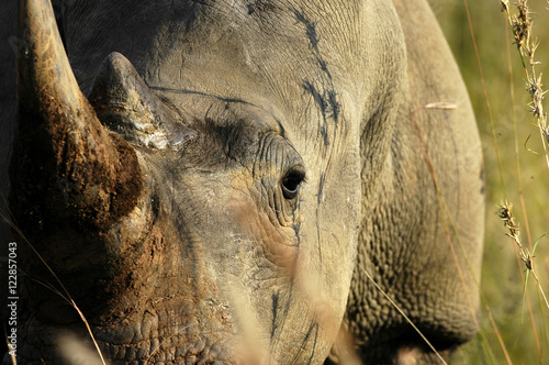 Rhinocéros Blanc photo