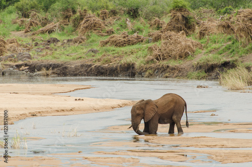 Elephant stuck in river