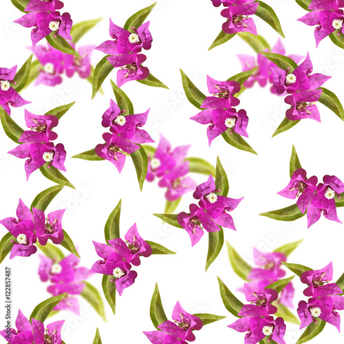 Beautiful pattern of delicate pink flowers. Isolated 