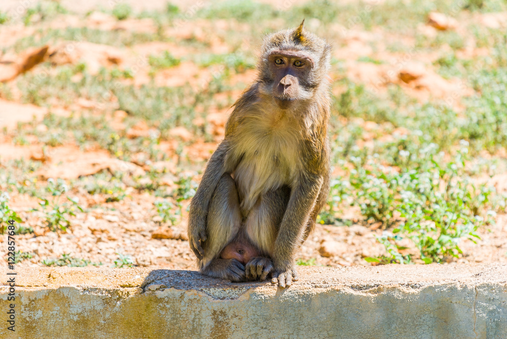 Obraz premium Little Monkey, Spain