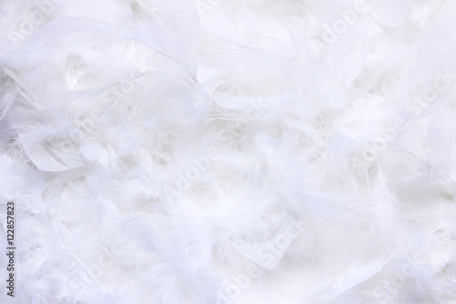 Feather white background.