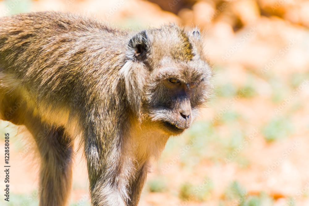 Fototapeta premium Little Monkey, Spain