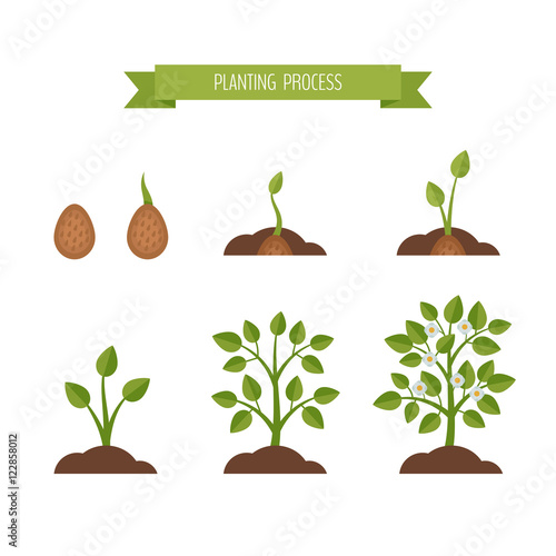Phases plant growth. Sprout in the ground. Flat style, vector illustration.