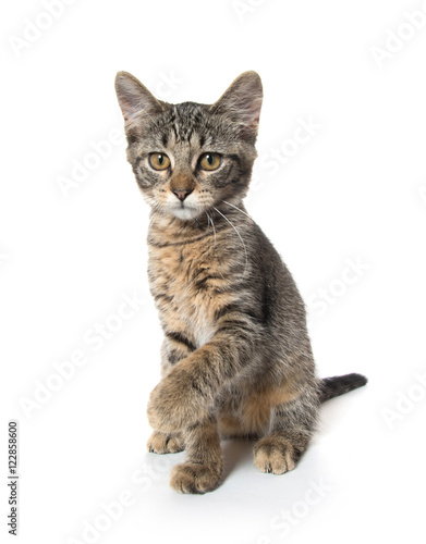 Cute tabby kitten on hind legs
