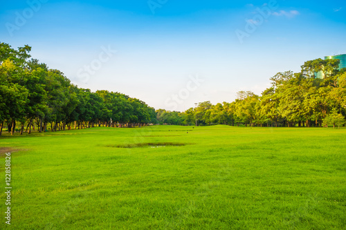 Green grass field with tree in the city park © themorningglory