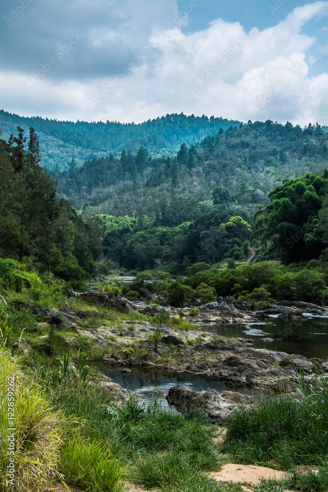 Obraz premium forêt sauvage