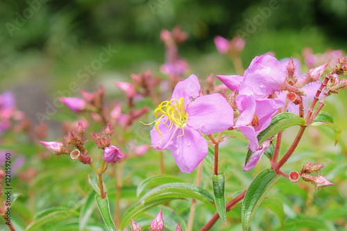 White flower grow near the rock in rainy season