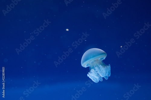 Little Jellyfish