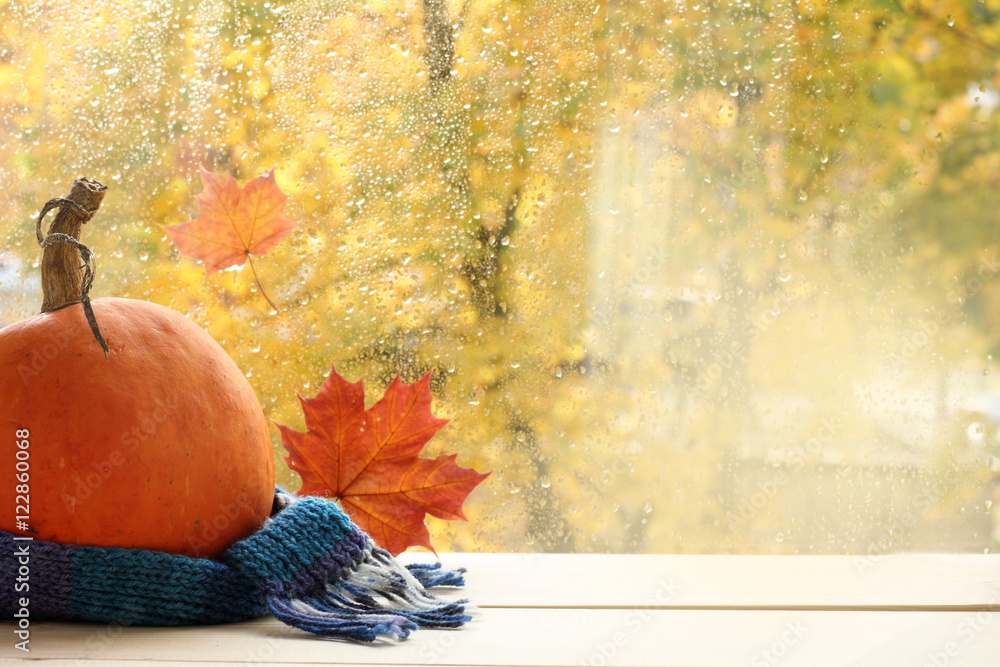 Fototapeta premium holiday outfit for a Happy Halloween/ ripe pumpkin wrapped in a woolen scarf next to the window with the autumn landscape