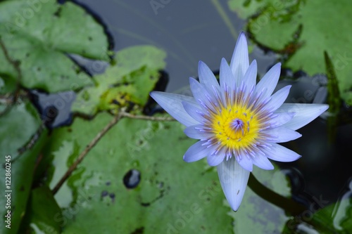 Purple and yellow water lily in a pond