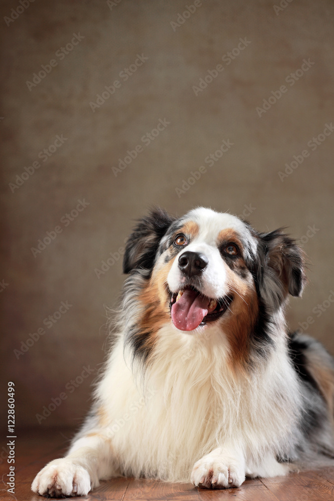 Fototapeta premium Australian Shepherd im Studio liegend