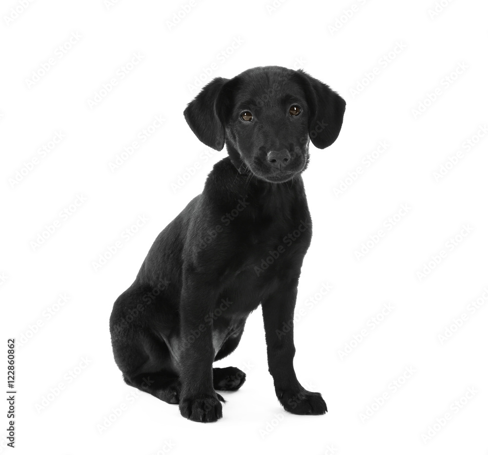 Cute Labrador puppy, isolated on white