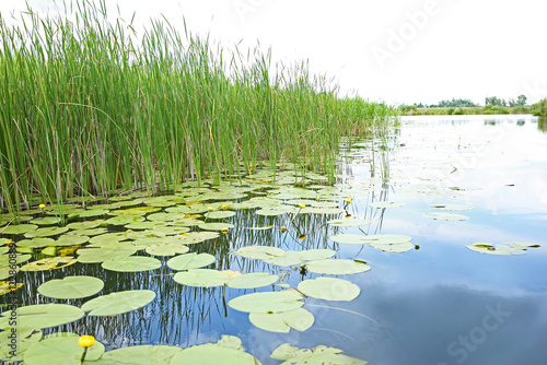 Beautiful river landscape with waterlilies on water