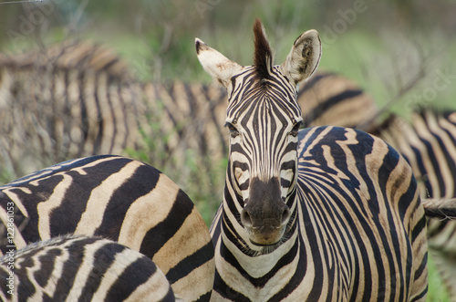 Adult Zebra portrait