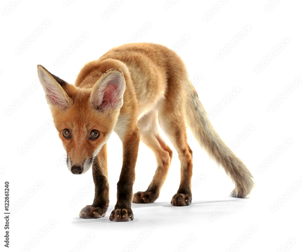 Fototapeta premium Cute fox cub isolated on white