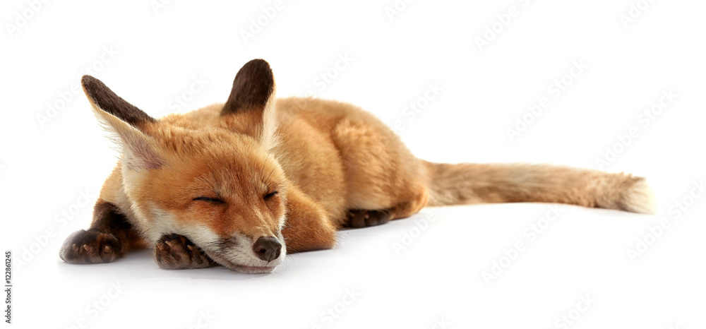 Beautiful fox cub lying isolated on white - obrazy, fototapety, plakaty 