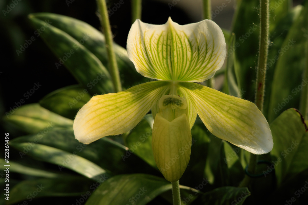 Obraz premium Orchid in tropical garden.
