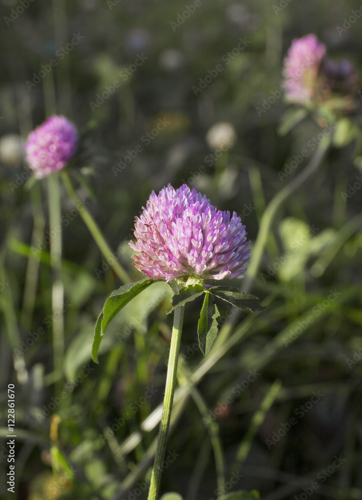 Pink clover Pink clover