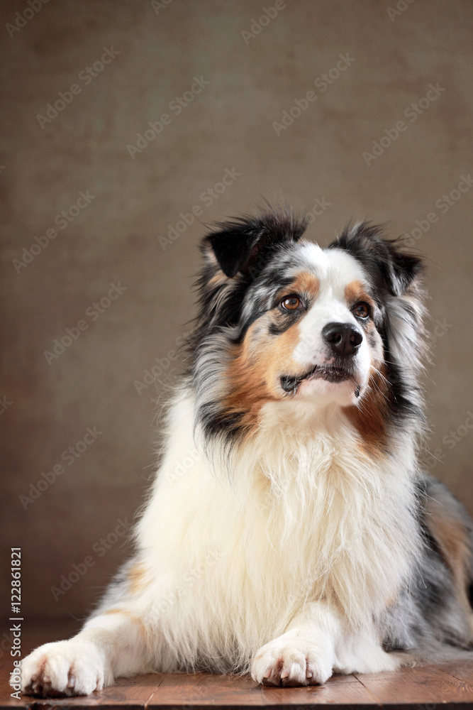 Australian Shepherd im Studio liegend Australian Shepherd im Studio liegend