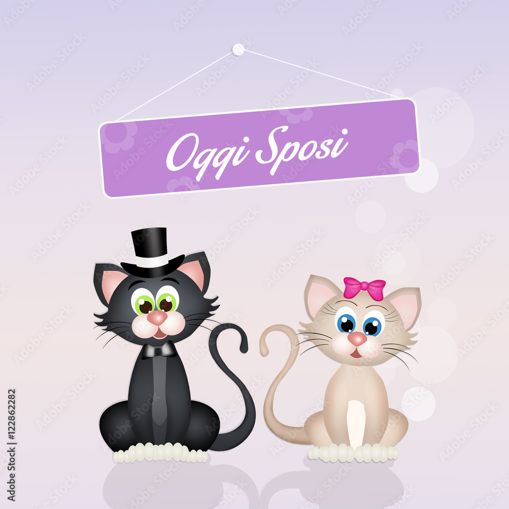 Wedding of cats Wedding of cats