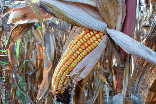 Corn Plant Background photo