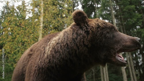 Wild brown bear close-in the forest up growls turning his head (1080p 25 fps; handle; canon 7d Mark II, Sigma 10-20)