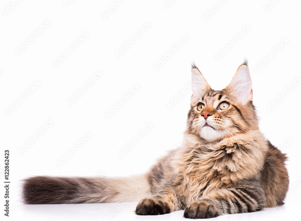 Obraz premium Portrait of domestic black tabby Maine Coon kitten - 5 months old. Adorable cat lying down and looking up. Curious young striped kitty isolated on white background.