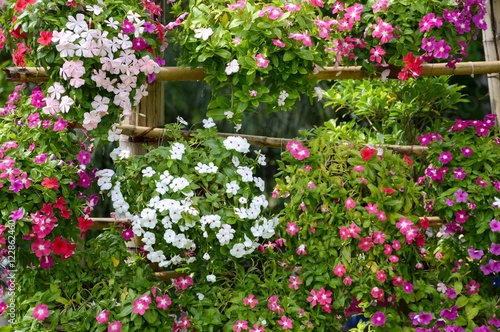 Catharanthus roseus flower in nature garden