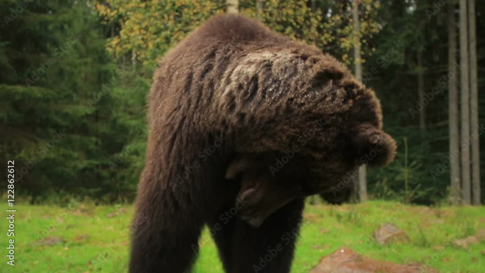 Big Brown Bear scratches and shake his head with splashes in the green glade of forest (1080p 25 fps; handle; canon 7d Mark II, Sigma 10-20) Big Brown Bear scratches and shake his head with splashes in the green glade of forest (1080p 25 fps; handle; canon 7d Mark II, Sigma 10-20)
