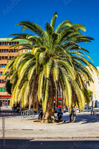 Huge palm tree in the city near the road among buildings