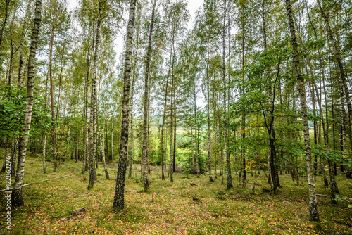 Early autumn forest, landscape, autumn birch trees 