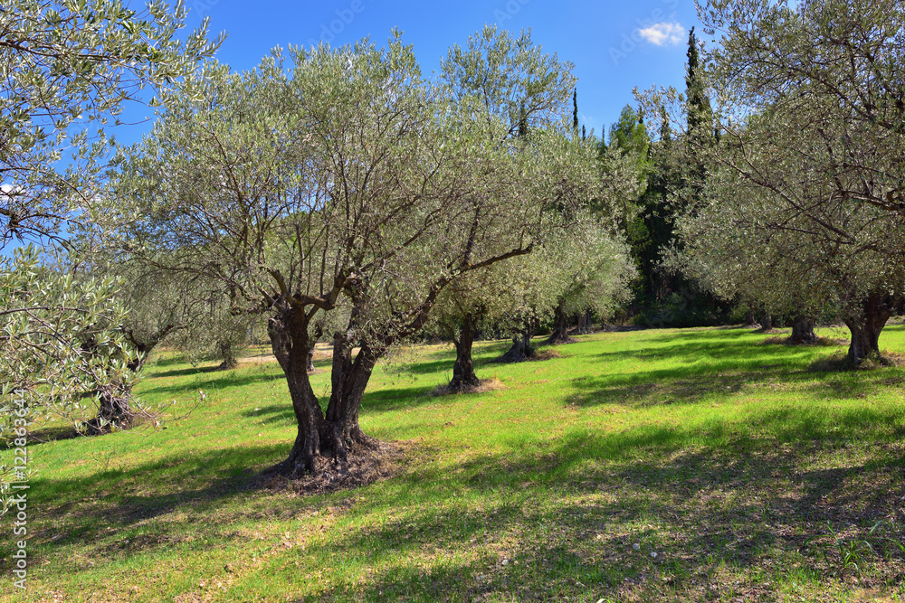 Olives trees grove, Greece
