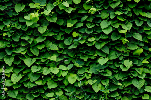 green wall, plant background