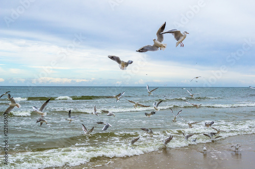 Seagulls on a beach waterfront