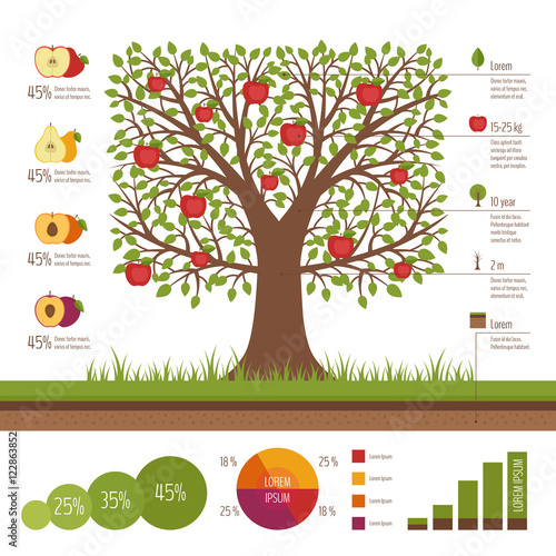 Gardening and planting infographic. Apple tree. Organic food. Flat design, vector illustration.