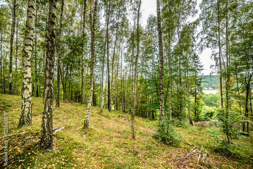 Fototapeta Naklejka Na Ścianę i Meble -  Early autumn forest, landscape, autumn birch trees 
