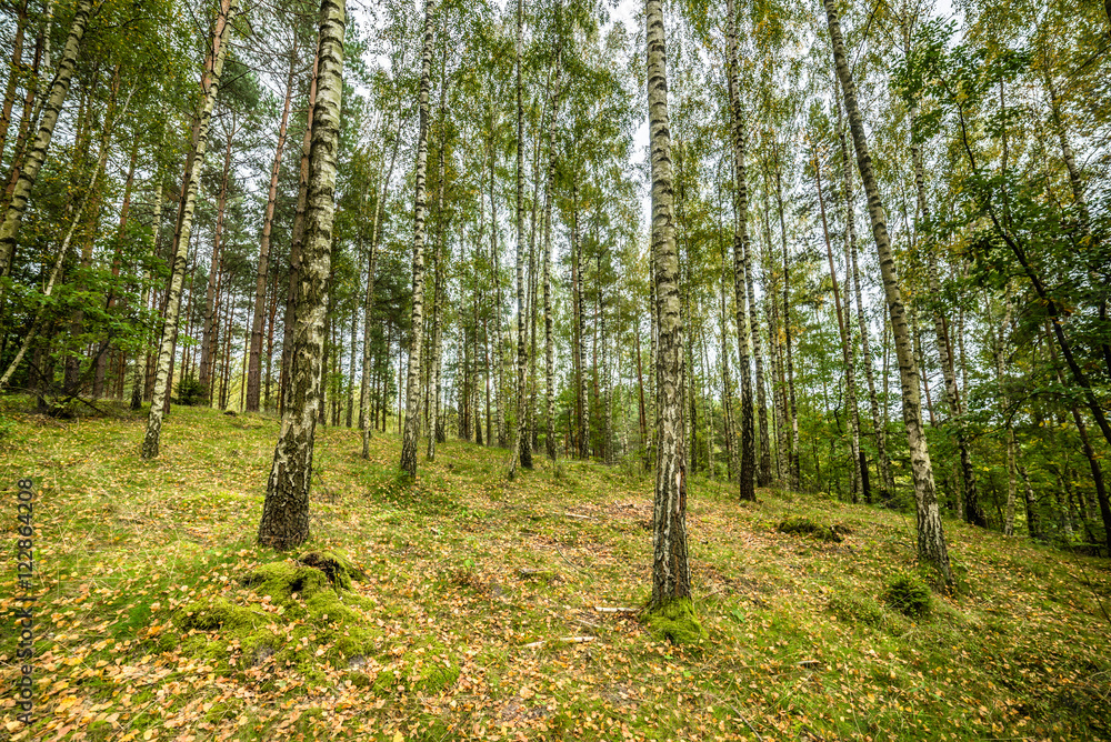 Obraz premium Early autumn forest, landscape, autumn birch trees with fallen leaves