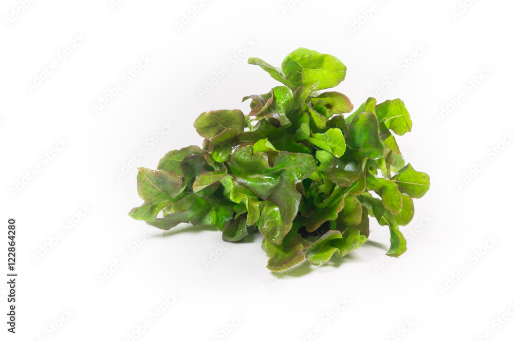 vegetable salad leaf isolated on white background. From Hydropon vegetable salad leaf isolated on white background. From Hydropon