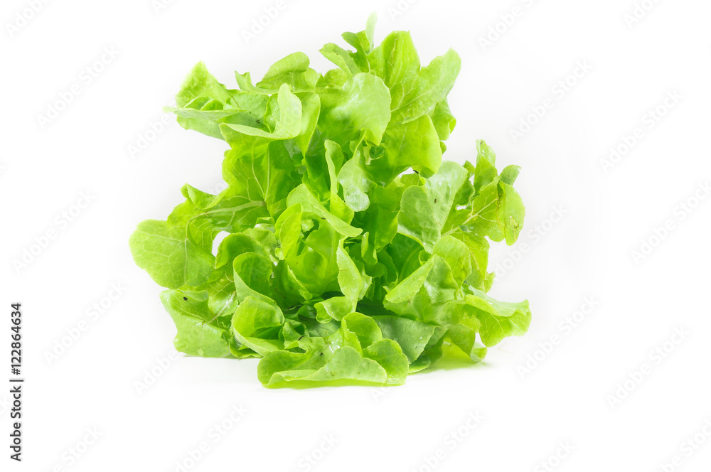 vegetable salad leaf isolated on white background. From Hydropon vegetable salad leaf isolated on white background. From Hydropon
