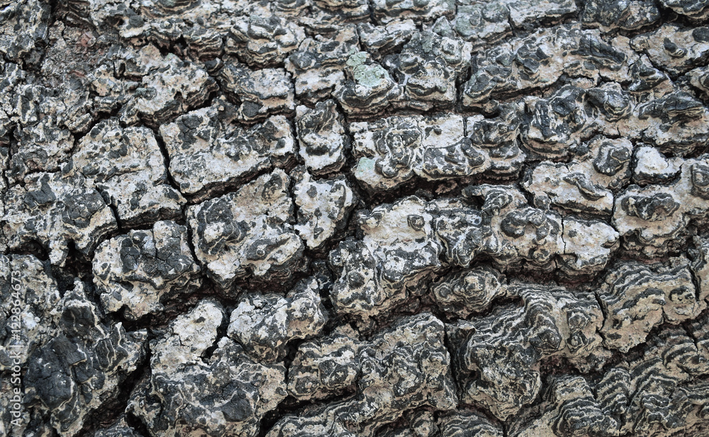 Obraz premium Textured bark