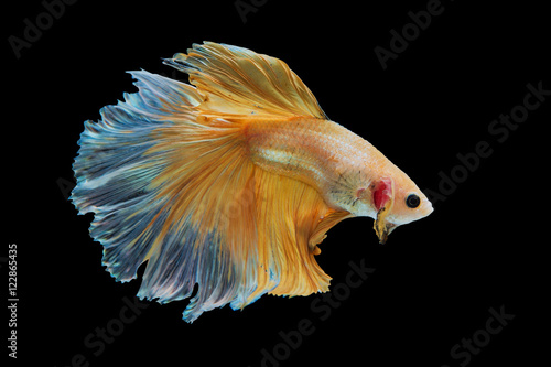 Siamese Yellow fighting fish isolated on black background.