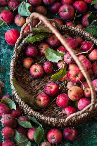 Fotografie cestino con piccole mele selvatiche rosse e altre sparse su base verde