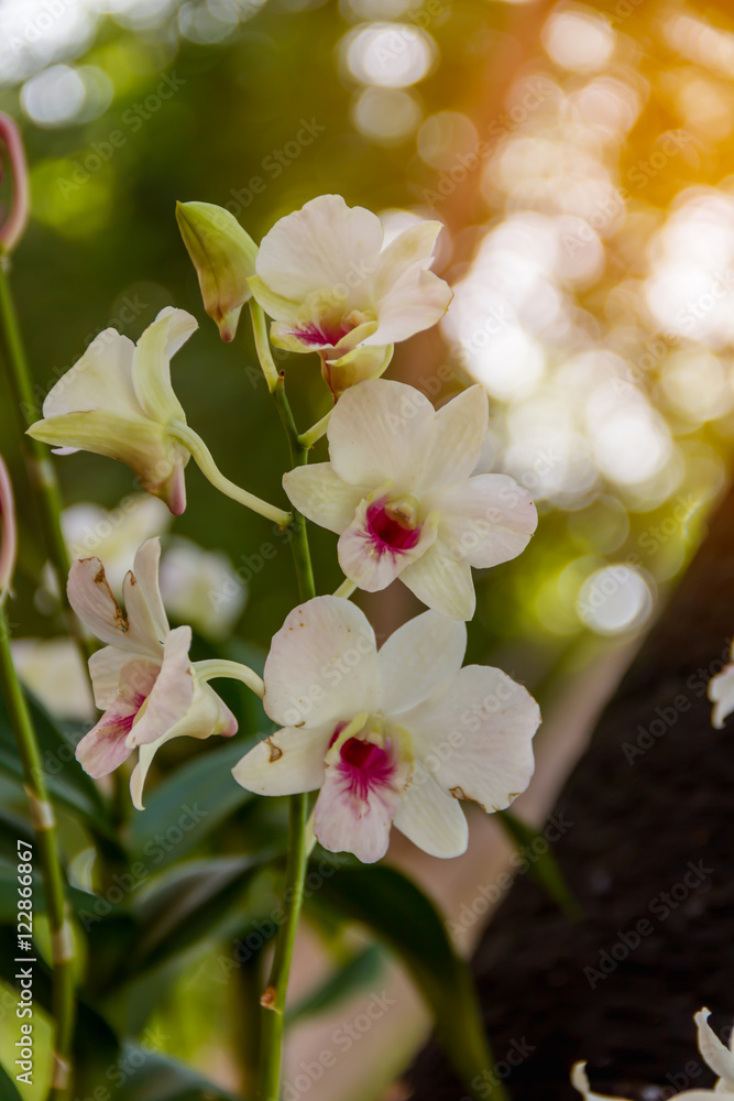 Obraz premium White orchid in the garden