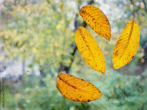 Autumn, yellow leaf walnut tree on the wet glass.