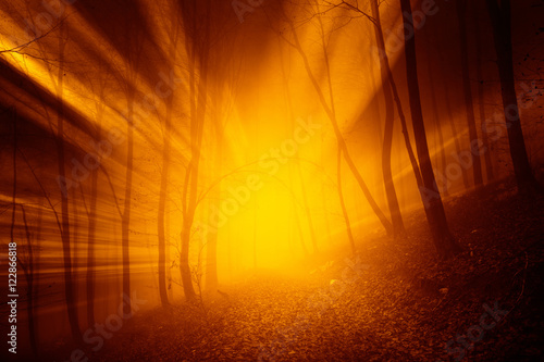 Magical orange red color sun rays in the foggy forest landscape. 