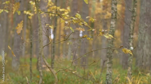 Wallpaper Mural Slow motion of oak leaves falling in forest, shallow depth of field Torontodigital.ca