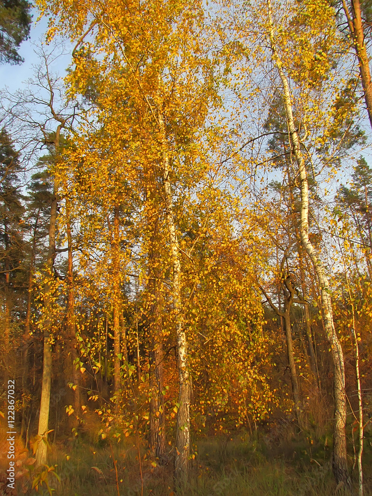 Fototapeta premium beautiful and fresh autumn forest in sunlight