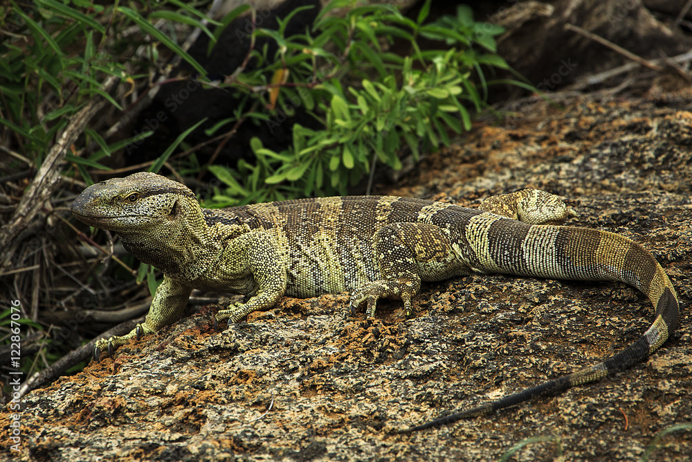 Rock monitor Rock monitor