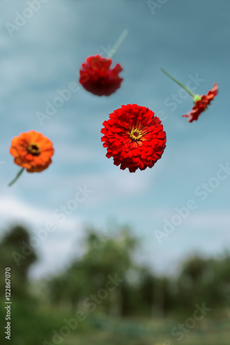 Canvas Print Flowers planted float in weightlessness
